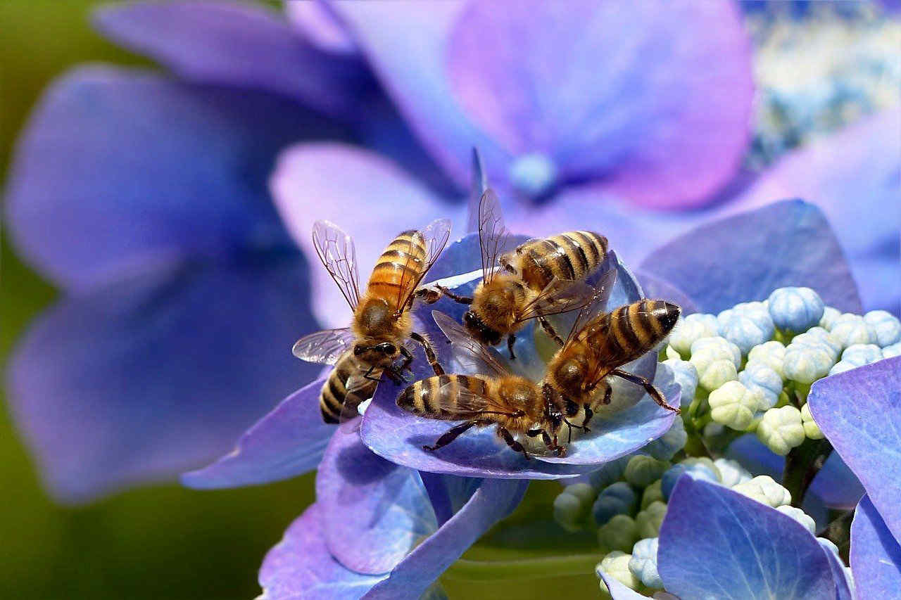 Le api si stanno estinguendo