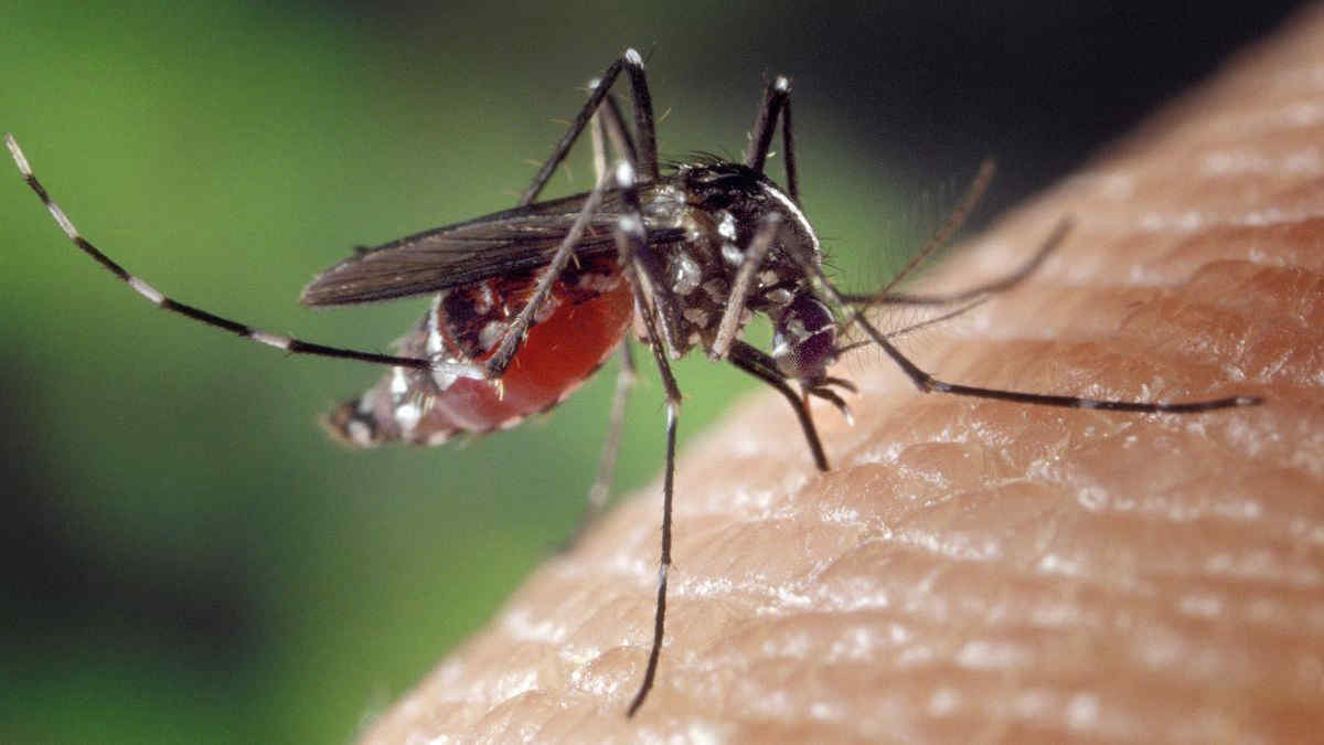 Zanzara coreana in Italia, sintomi e altre cose da sapere