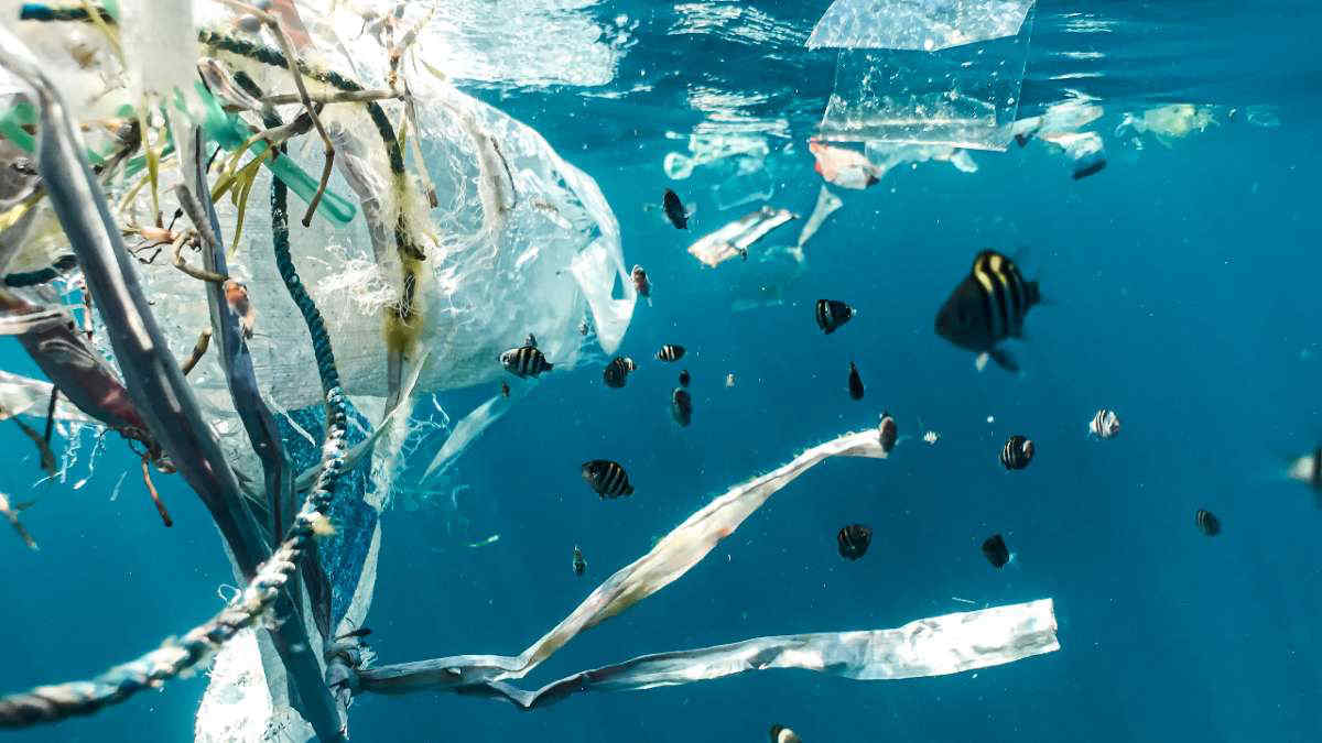 Su un'isola di plastica del Pacifico prosperano le specie marine