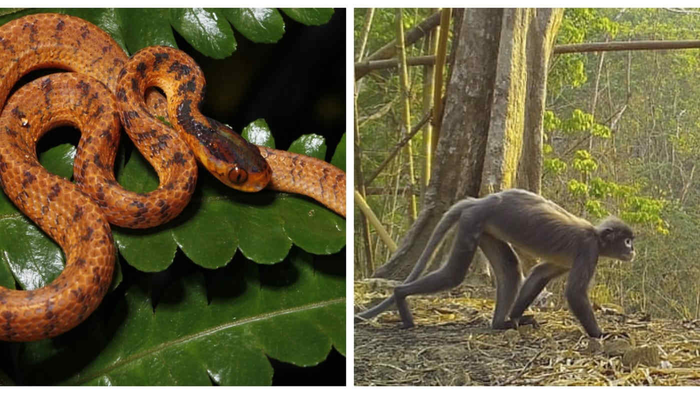 Dal serpente lumaca alla scimmia spettrale, le 224 nuove specie animali e vegetali del Wwf