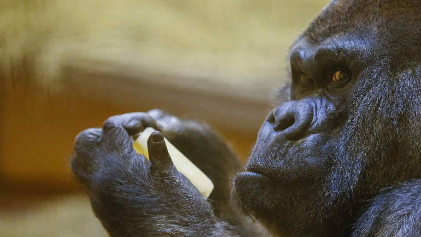 Morto Ozzie: la vita incredibile del gorilla maschio più anziano al mondo