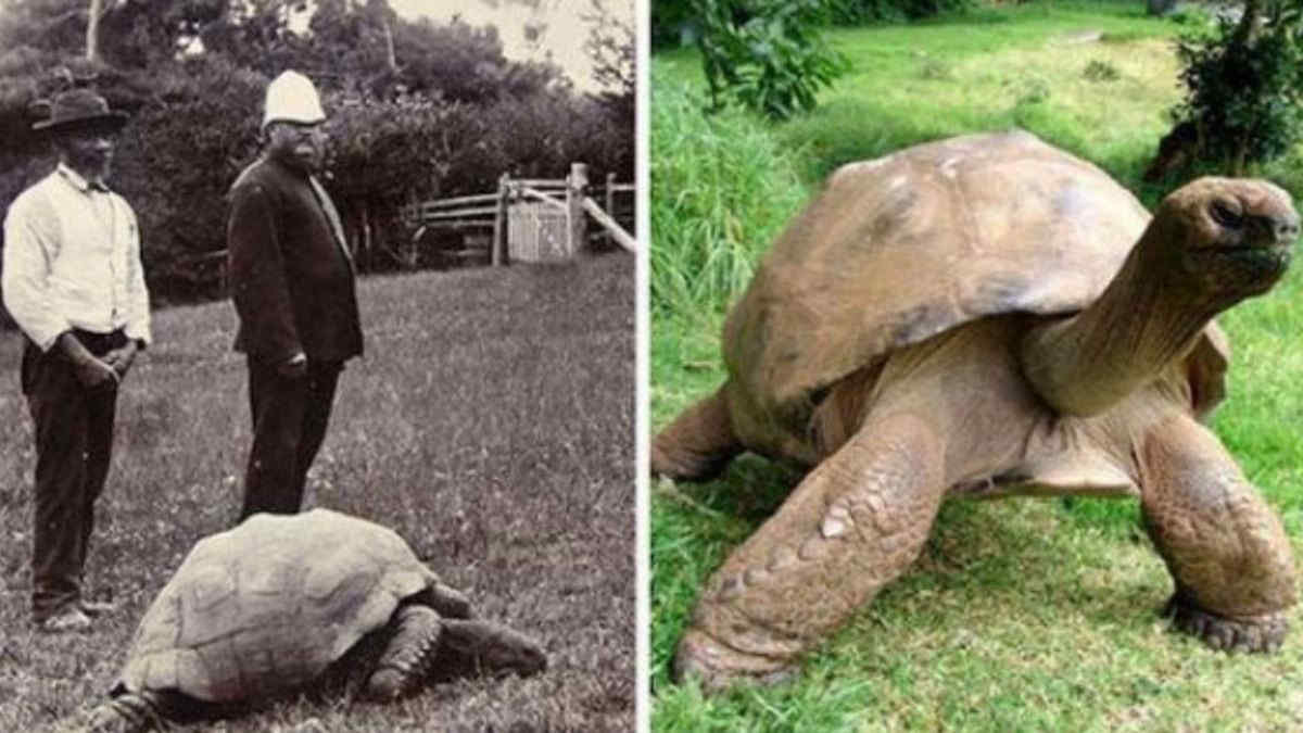 Auguri! La tartaruga Jonathan, compie 190 anni: è il più vecchio animale terrestre
