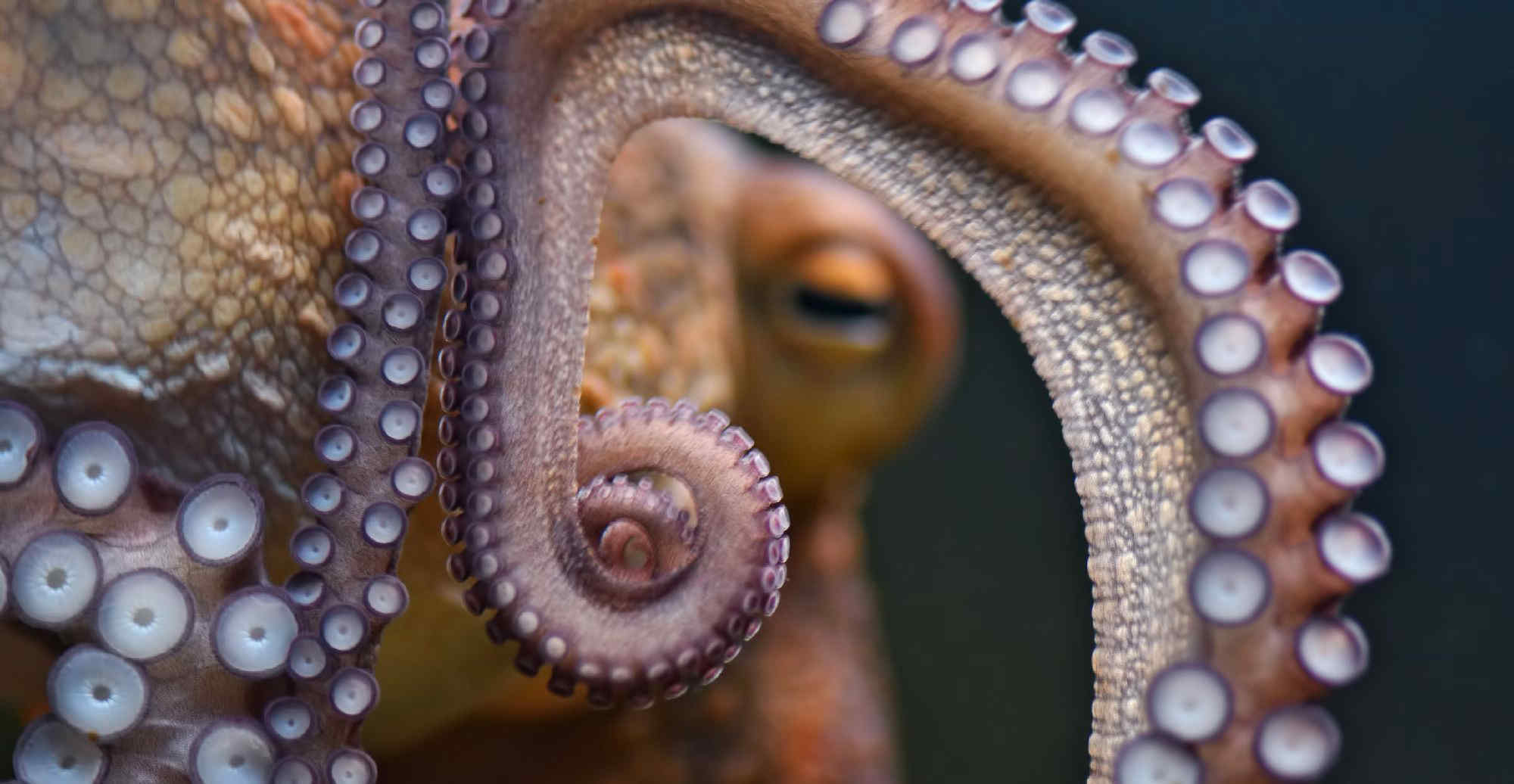 Metà seppia, metà polpo: avvistato in Puglia il rarissimo Tremoctopus