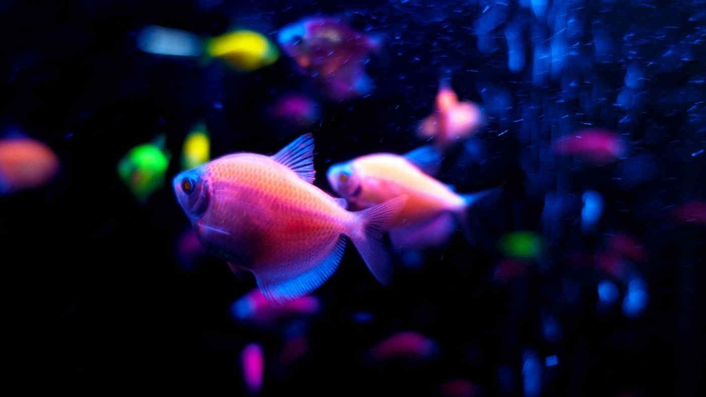 I pesci fluorescenti GloFish invadono le acque del Brasile: si temono danni alla flora e alla fauna marina