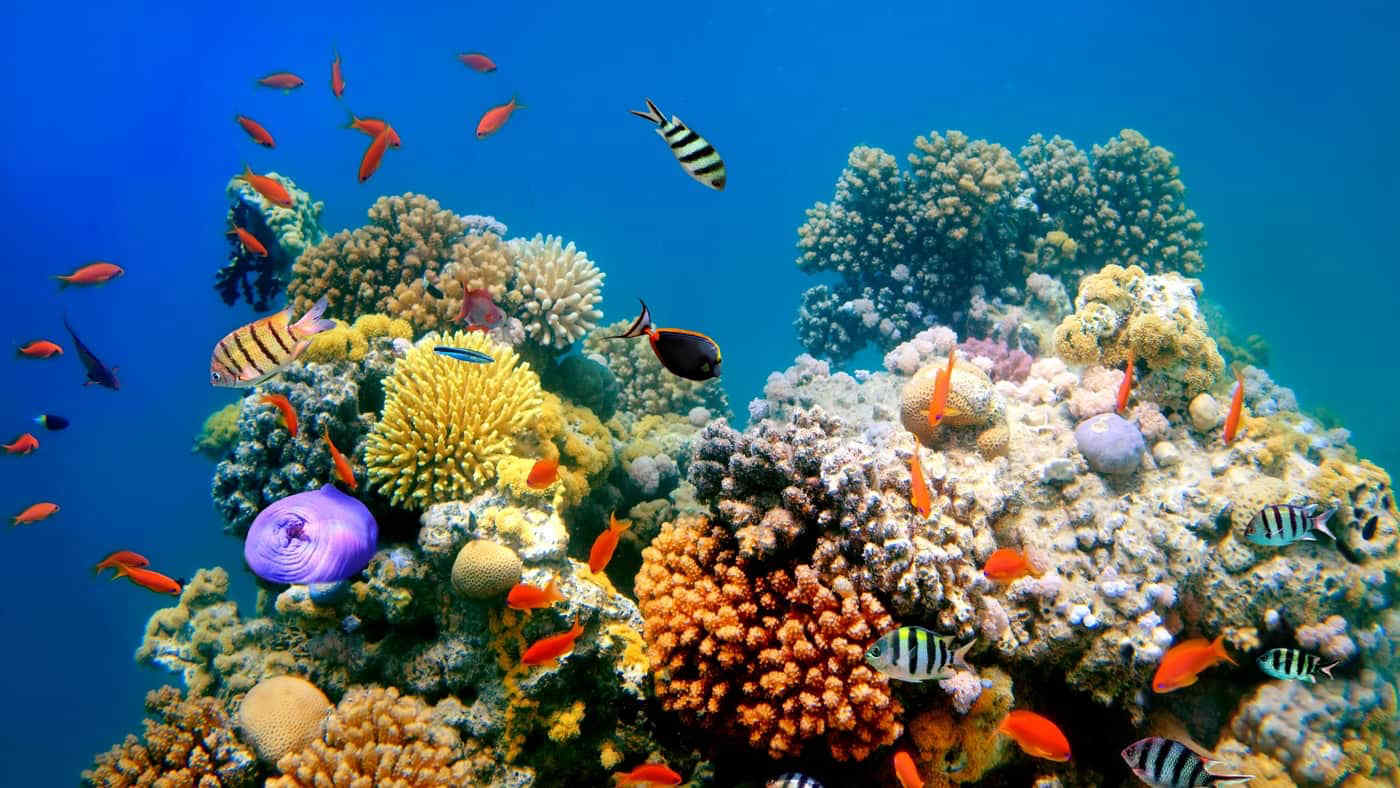 Diventare coralli: le nuove sepolture in nome dell’ambiente