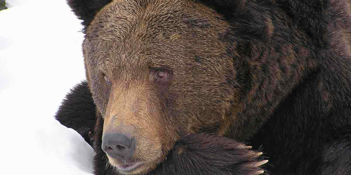 L'orso Juan Carrito non è in letargo ed è tornato, sulle piste da sci a Roccaraso