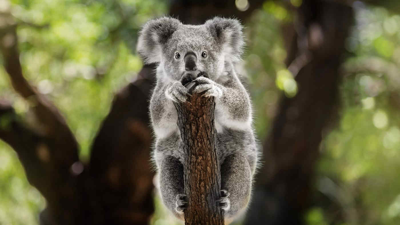 Koala in via d'estinzione in tutta l'Australia