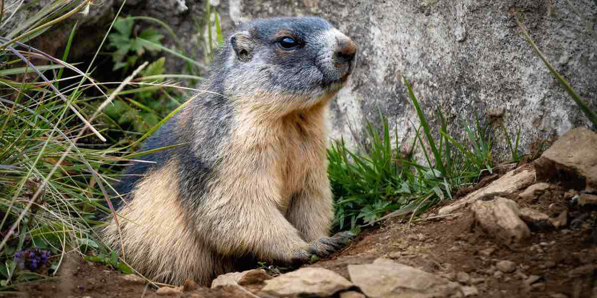 La previsione della marmotta Phil: quanto durerà l’inverno?
