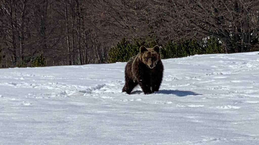 L’orso Juan Carrito è tornato in natura: le prime foto