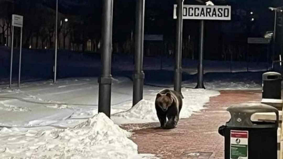 Juan Carrito: l'orso non va in letargo e passeggia in stazione