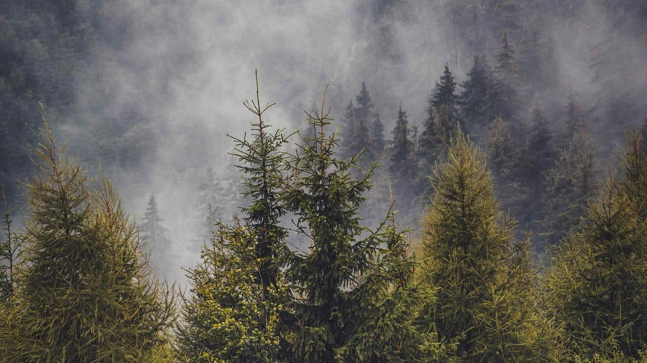 Processionaria del pino in Alto Adige, la più grave infestazione degli ultimi 10 anni