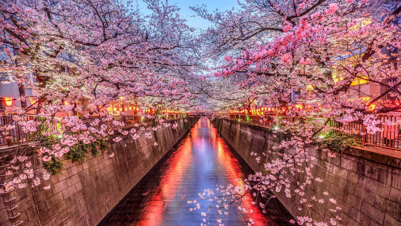 Primavera in Giappone: festa, storia e date della fioritura dei ciliegi (e non solo)