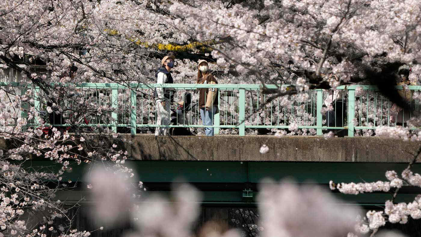 In Giappone esplode la fioritura dei ciliegi. Le immagini