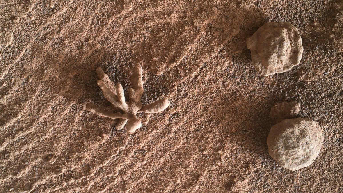 Marte, incredibile foto di un fiore scattata da Curiosity: ecco tutta la verità