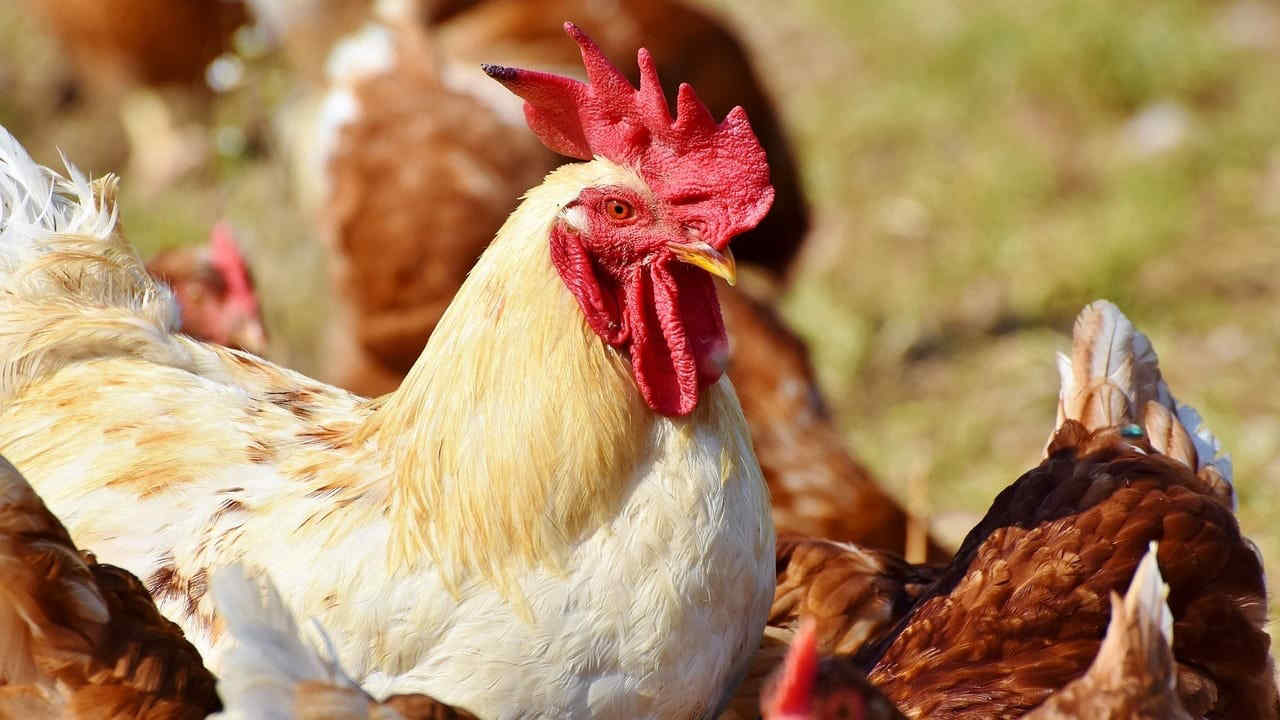 Salmonella nei polli e rischio stop alle vendite: le conseguenze per allevatori e supermercati