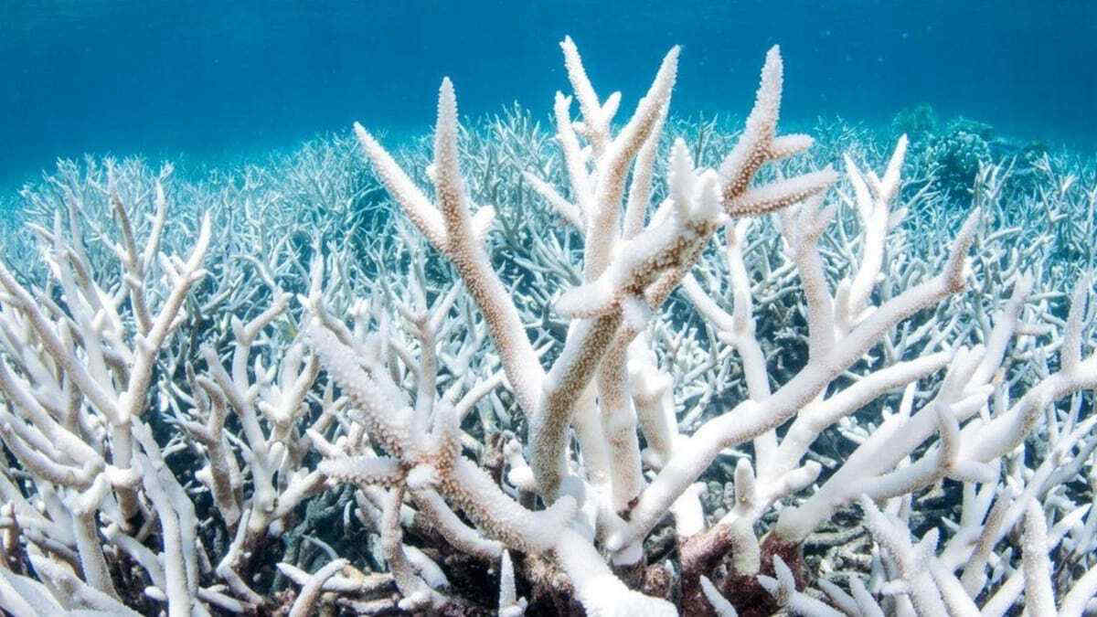 Il mare sempre più caldo sbianca la Grande barriera corallina in Australia