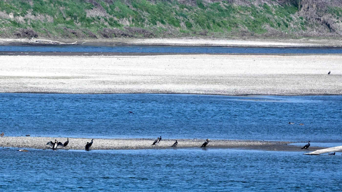 Siccità: isole di sabbia in mezzo al fiume Po