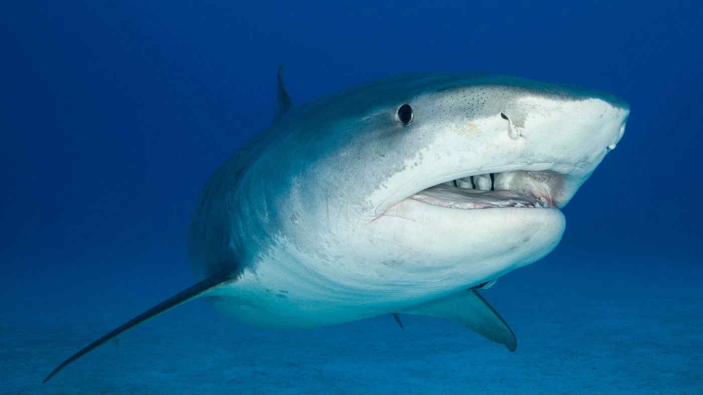 Attaccato da uno squalo, muore in Colombia un turista italiano