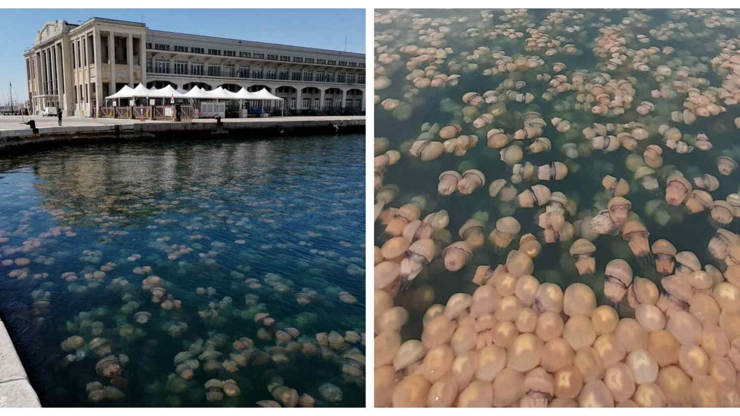 Trieste, invasione di meduse nel golfo: le immagini