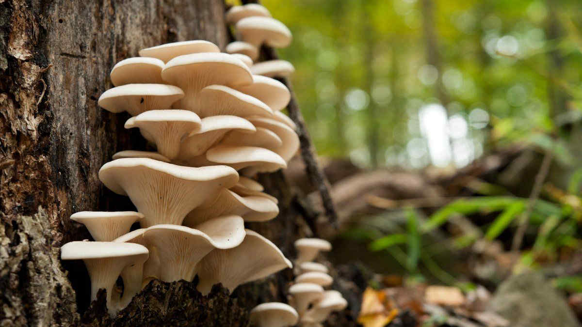I funghi parlano tra loro usando fino a 50 "parole"