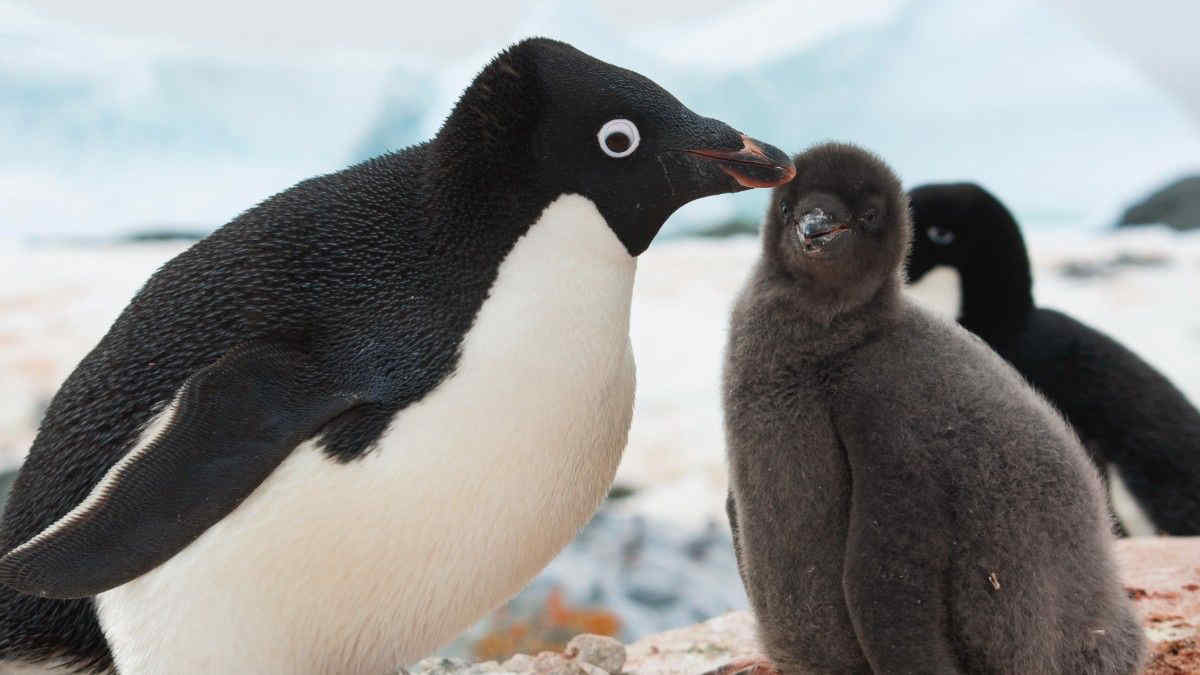 C’è un porto sicuro in Antartide per i pinguini di Adelia, minacciati dal riscaldamento globale