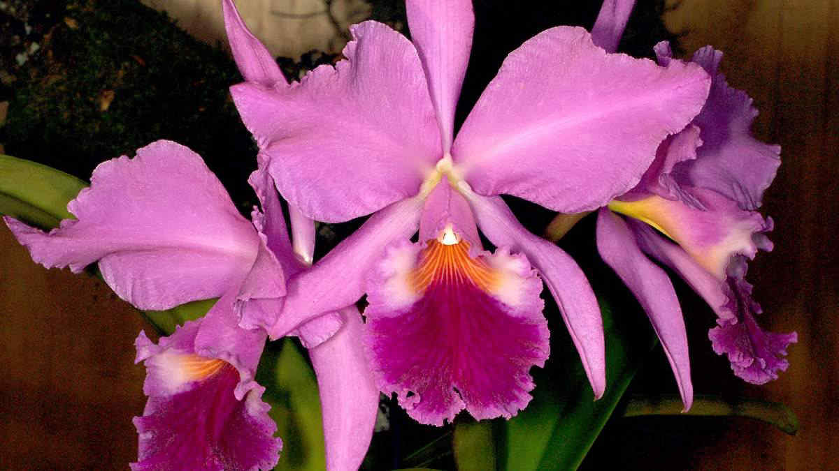 La lenta marcia delle orchidee in alta montagna per sfuggire al cambiamento climatico