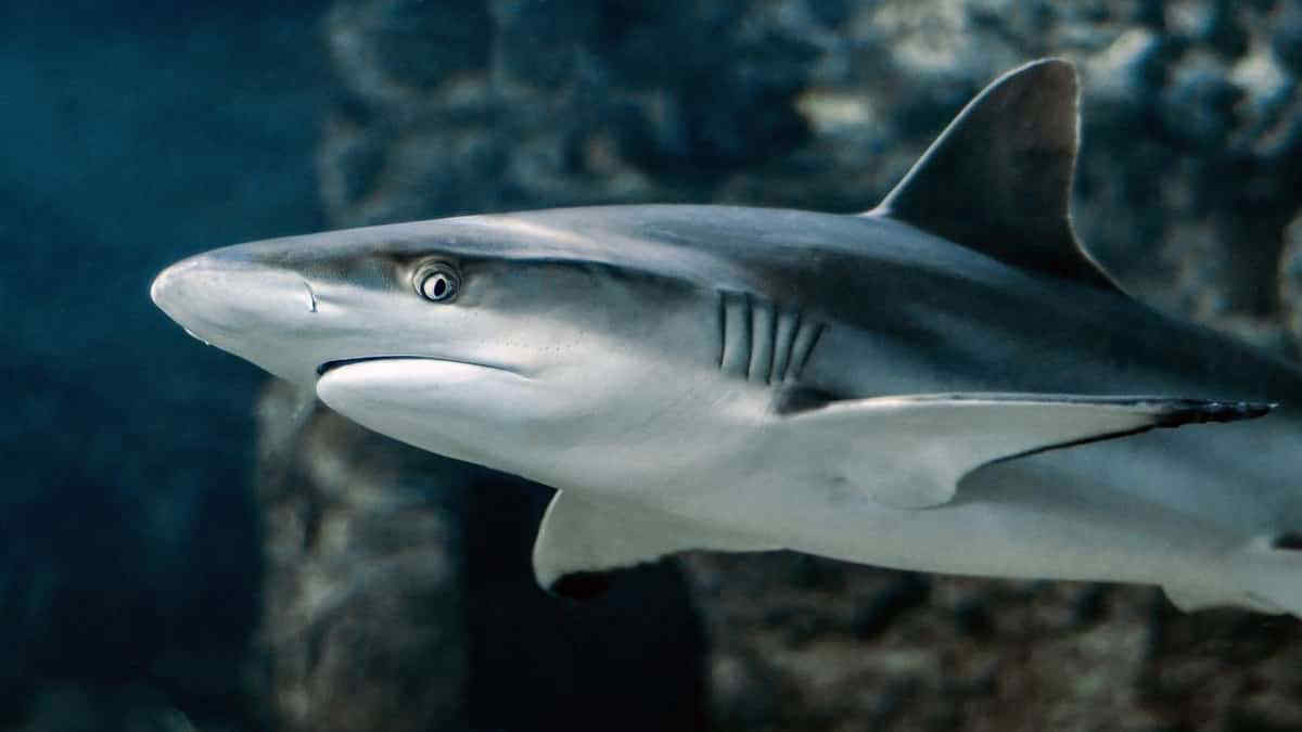 Quali sono gli squali più pericolosi per l'uomo?
