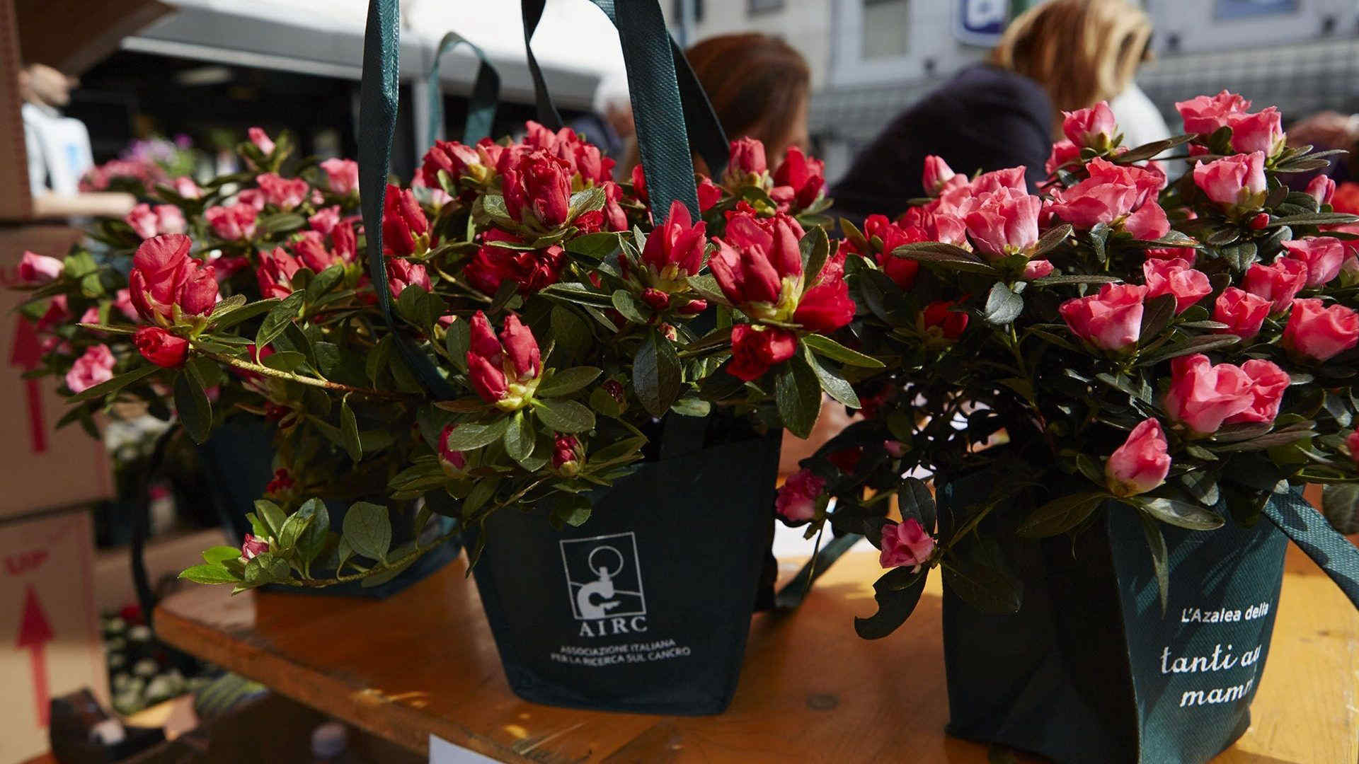 Festa della mamma 2022: le iniziative, le idee regalo, le Azalee per la ricerca. Ecco dove trovarle