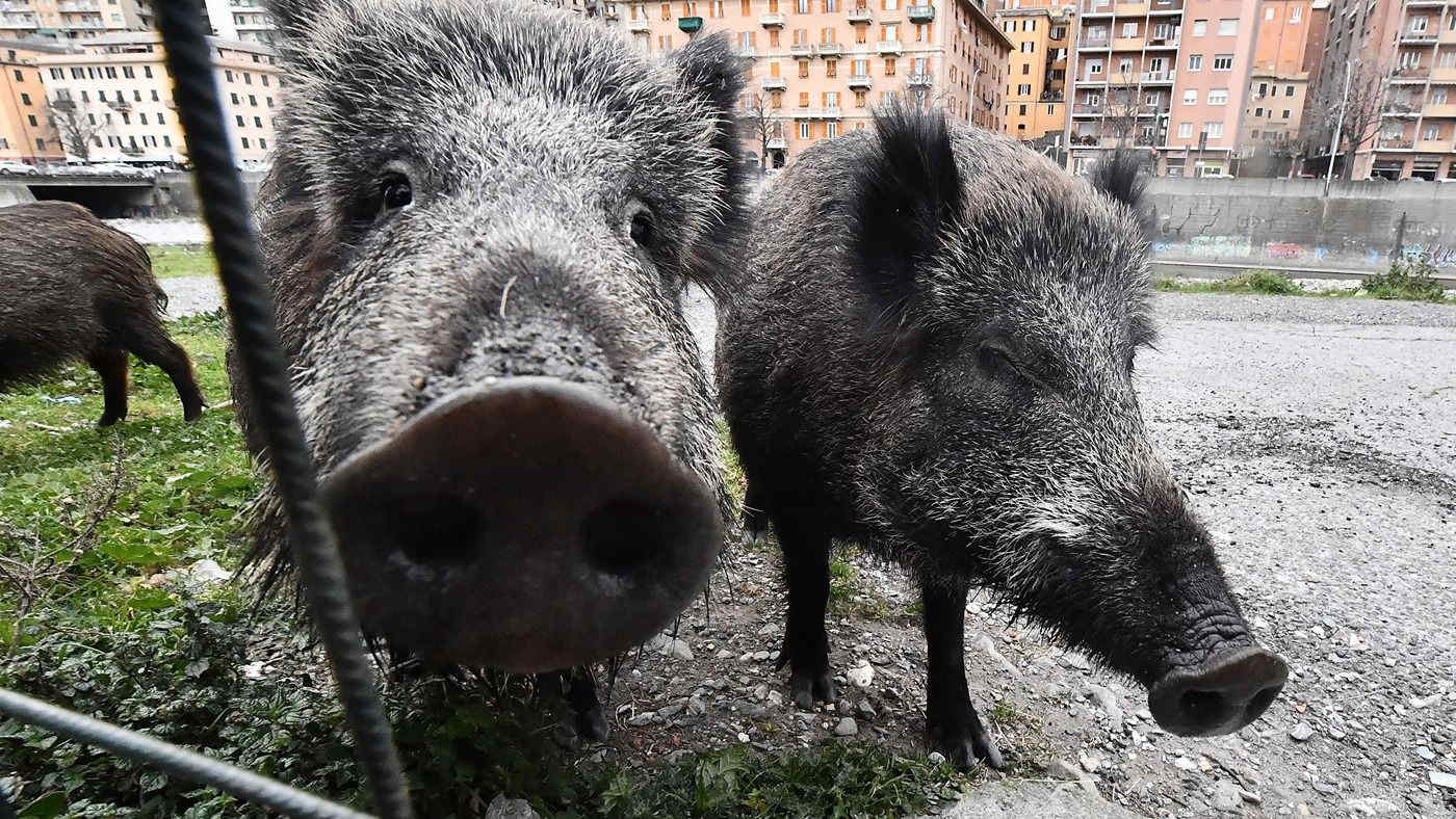 Peste suina a Roma: "I cinghiali verranno catturati e abbattuti"