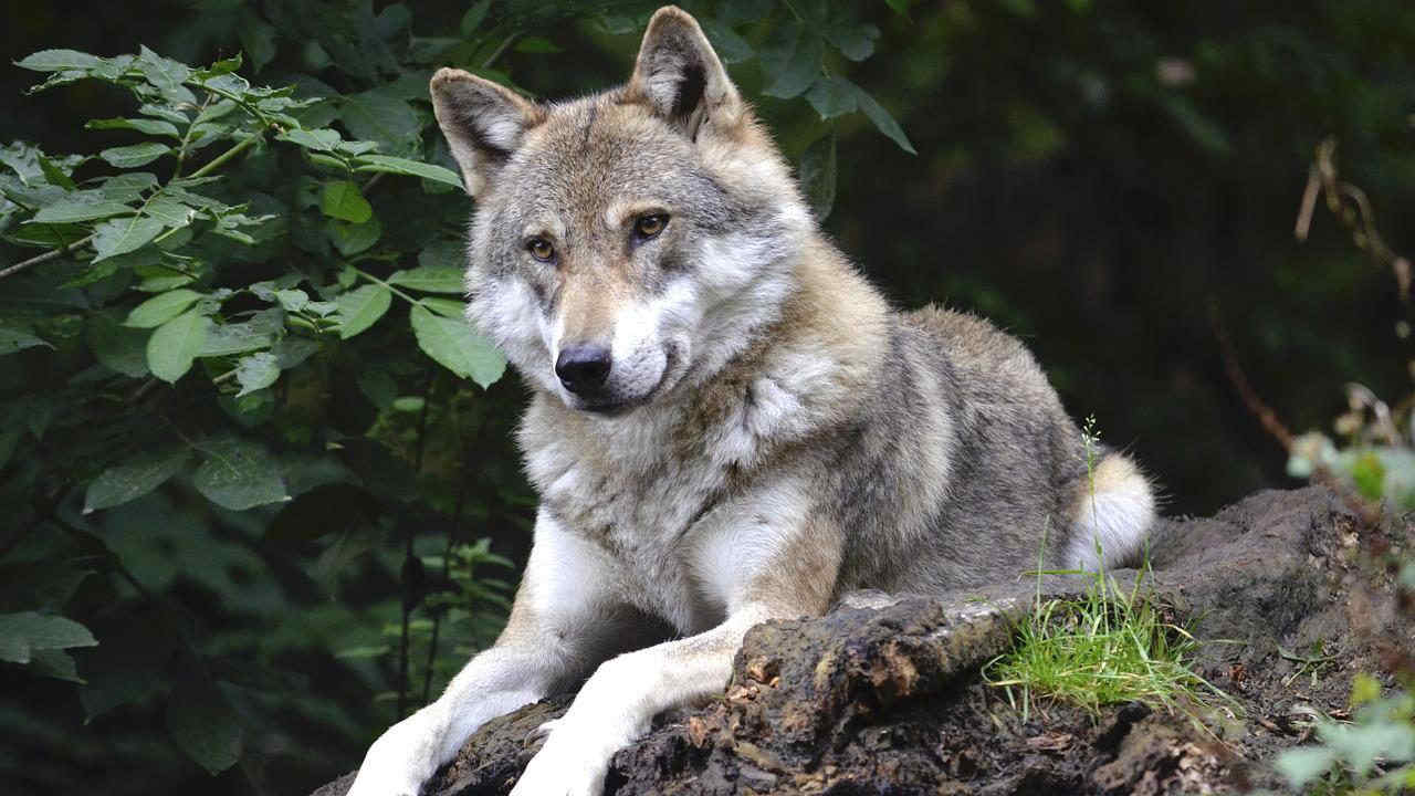 Svezia, il governo: uccidere metà dei lupi per limitare i "conflitti" con l'uomo