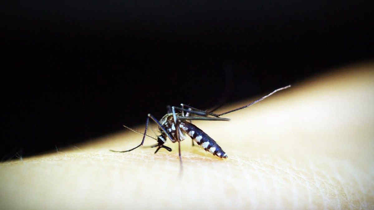 È già tornata la zanzara coreana: ecco le zone più a rischio