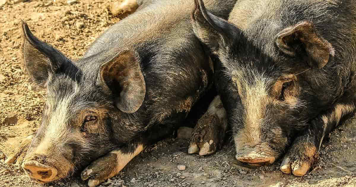 Peste suina africana, primo caso a Roma: è allarme per i maiali e cinghiali