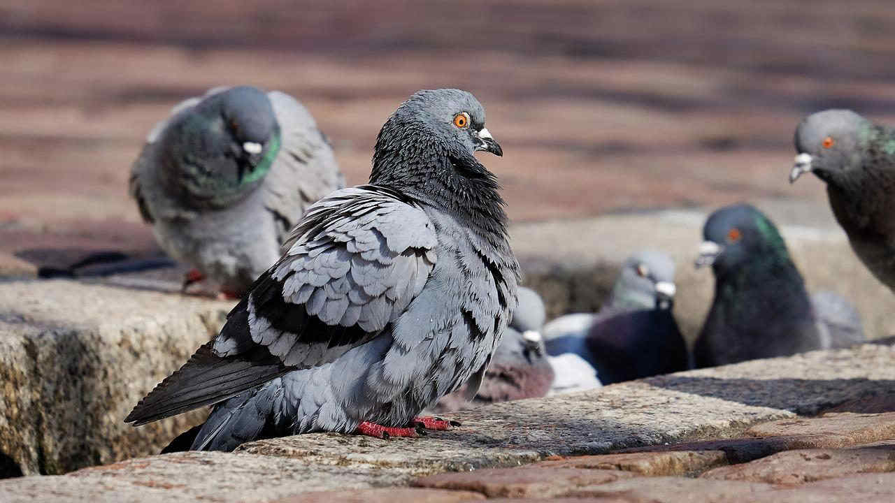 Allontanare i piccioni in modo naturale e senza violenza