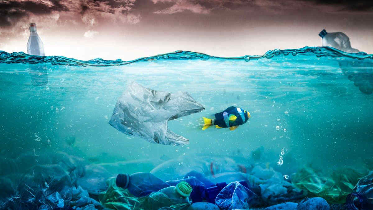 La Grande isola di rifiuti di plastica nel Pacifico: per metà è fatta di animali?