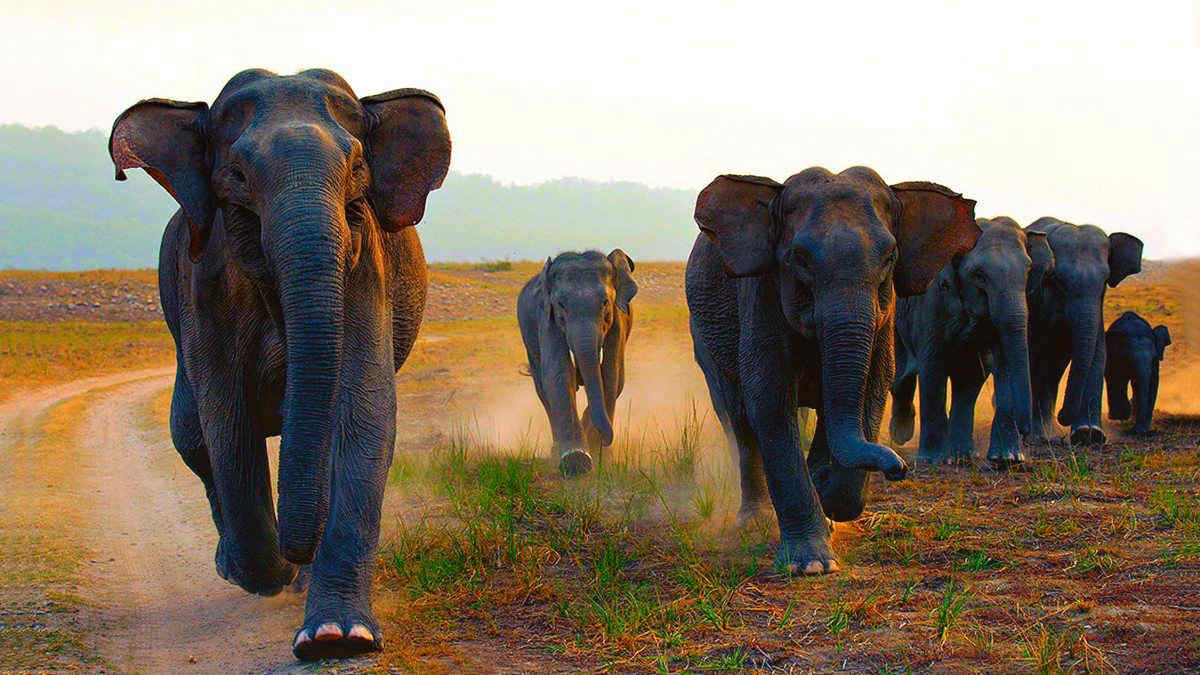 "Gli elefanti mangiano la plastica e la defecano nelle foreste": un serio problema per l’ambiente
