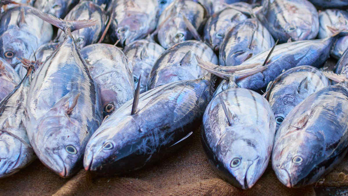 Lo scandalo dello spreco di pesce: il 35% del pescato finisce buttato