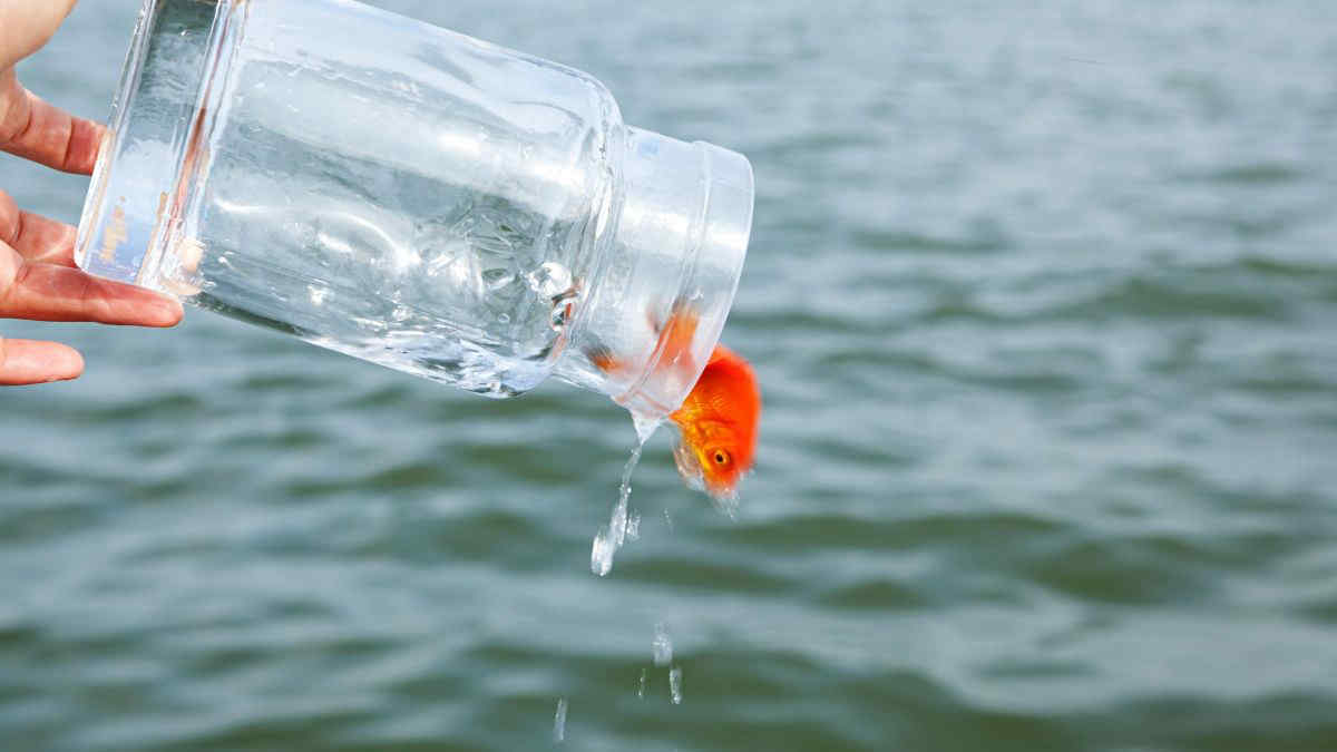 Il pericolo per l’ambiente che non ti aspetti: il pesce rosso. “Non gettatelo nei fiumi”
