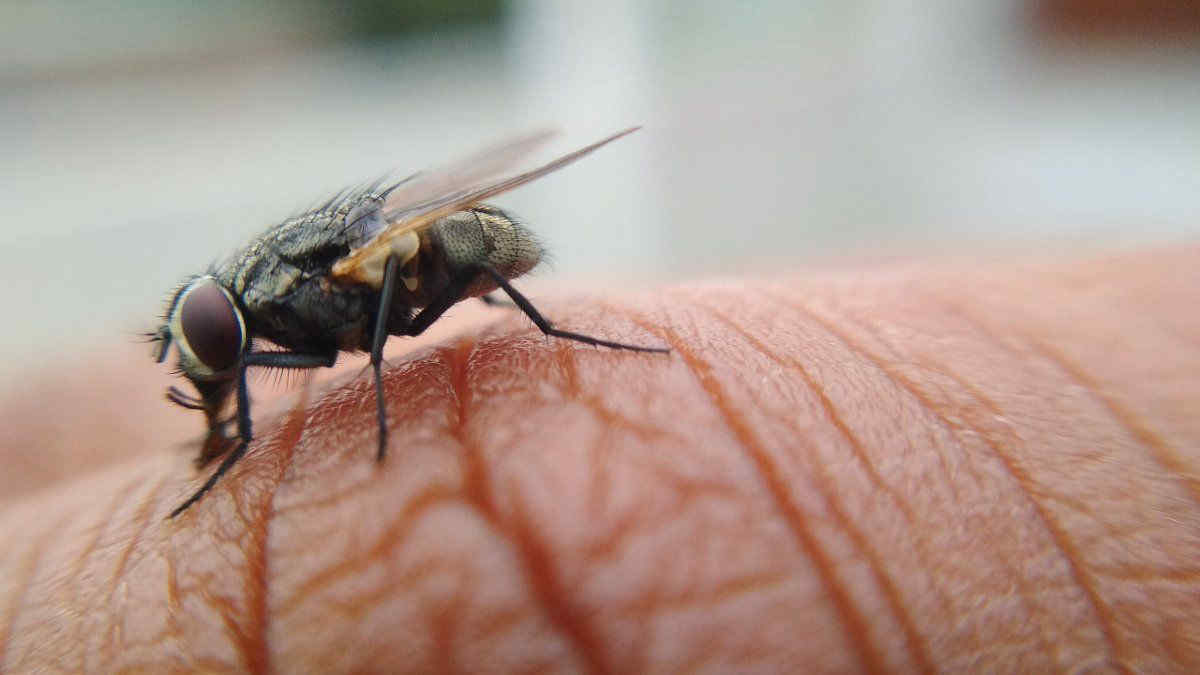Nuovo clima tropicale: una specie di mosca minaccia la salute in Spagna