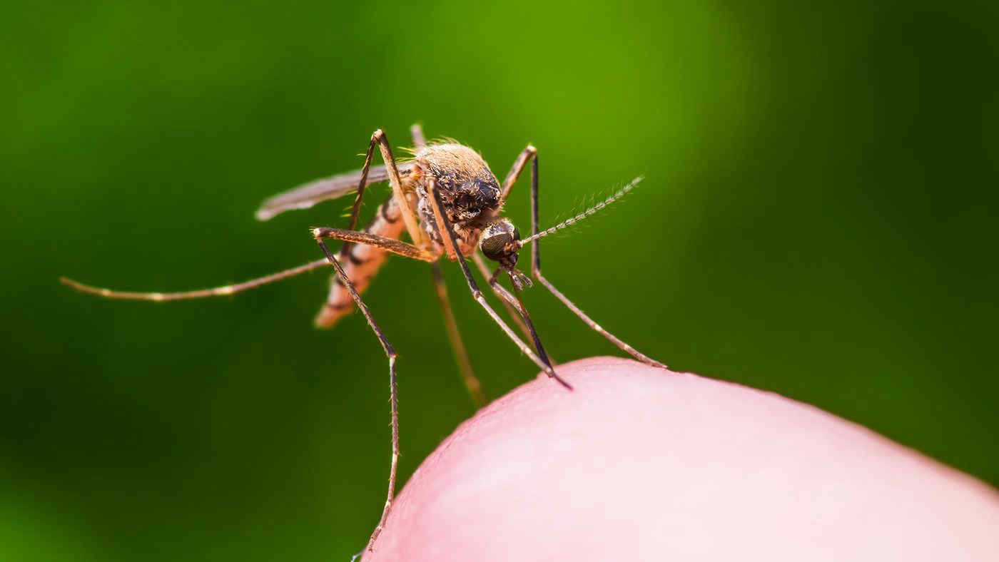 Zanzare, arriva l’app: come usare Mosquito alert