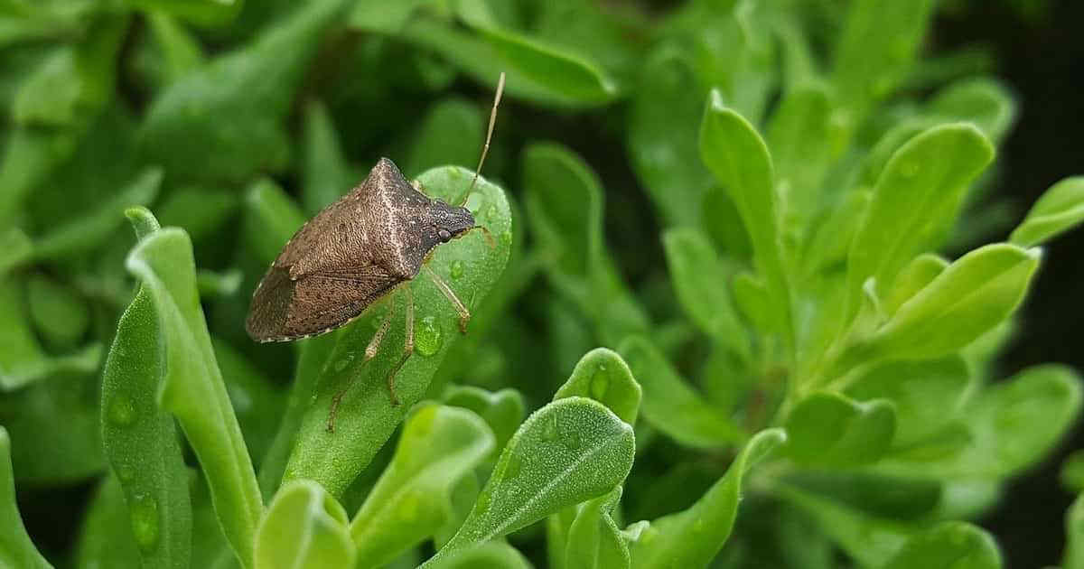 Caldo e siccità portano un'invasione di insetti al nord: scarabei giapponesi, cimici asiatiche e cavallette africane