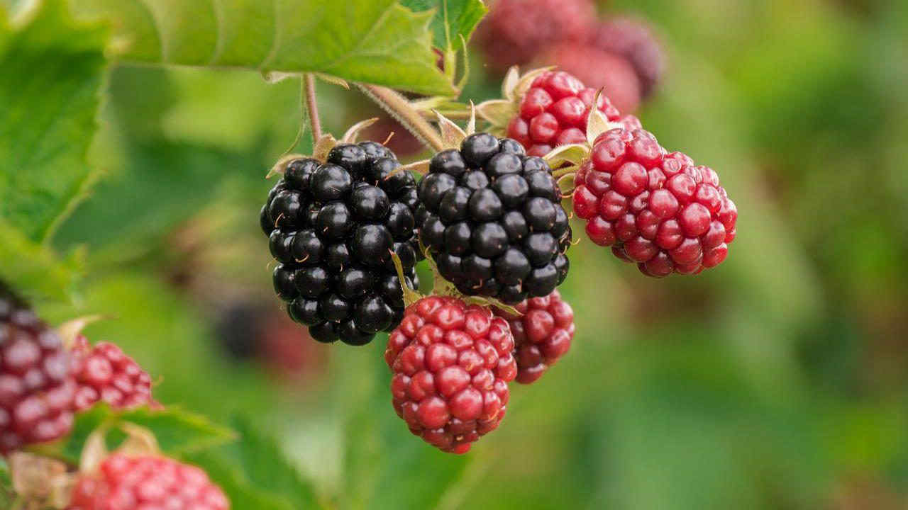 I 5 frutti estivi più contaminati per il rapporto europeo sui pesticidi