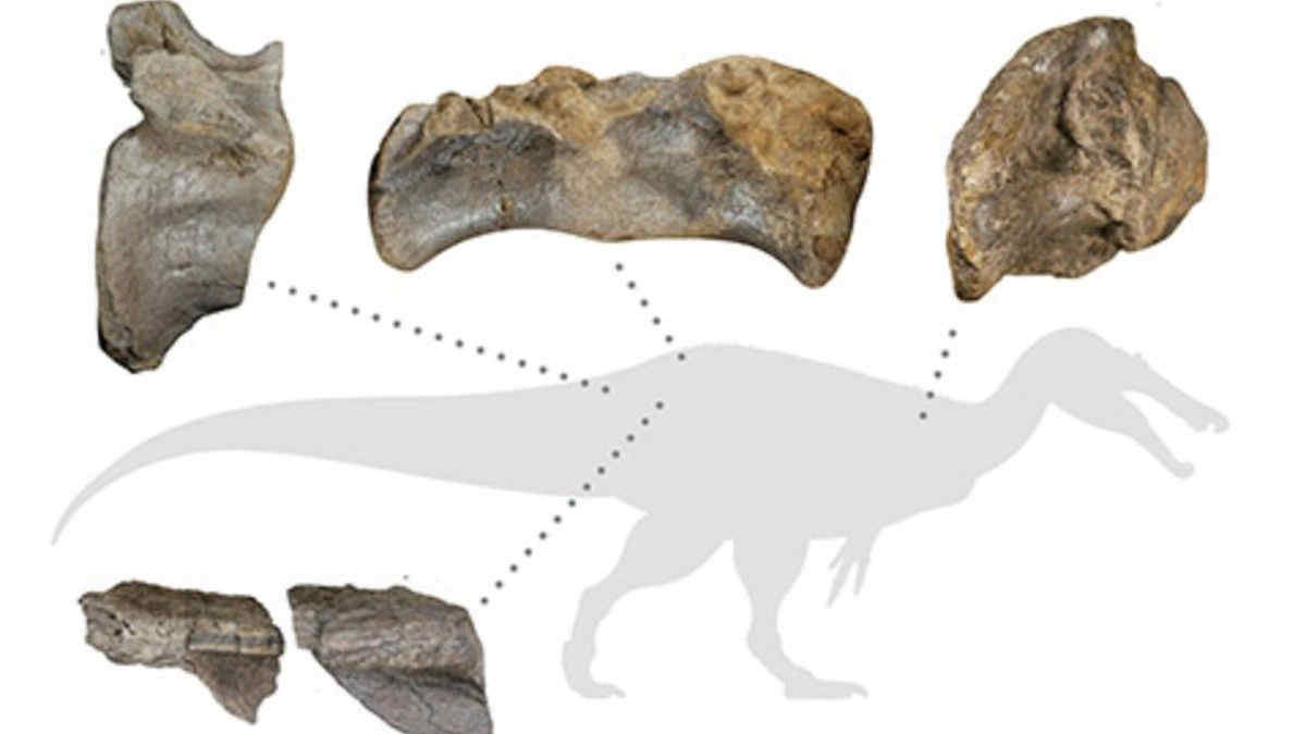 Ritrovati i resti del più grande dinosauro europeo: lungo 10 metri, carnivoro