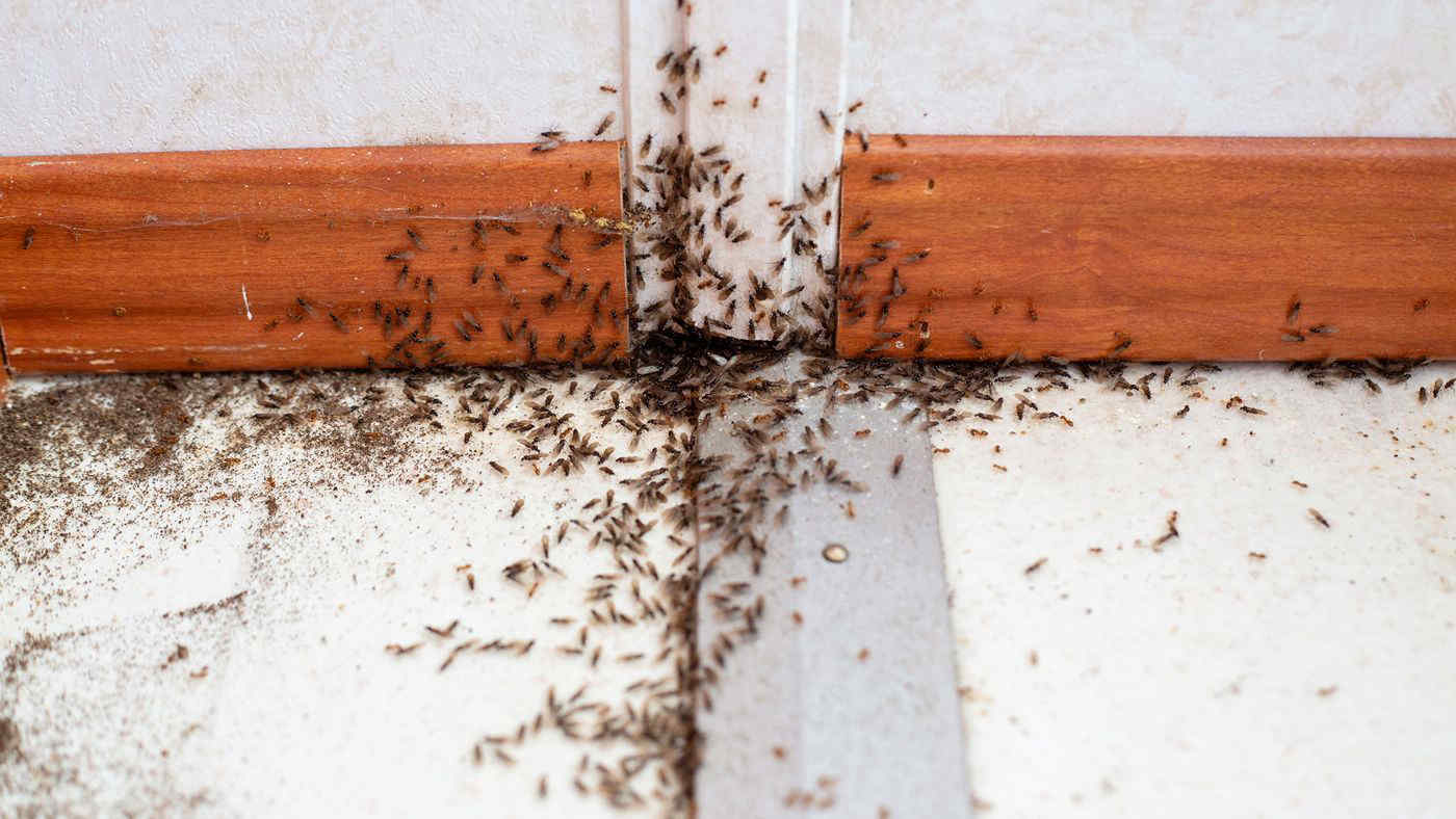 Come eliminare le formiche da casa e dal giardino senza usare veleni