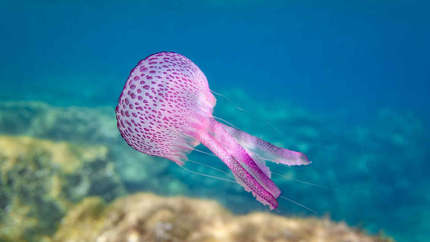 Medusa luminosa, allarme in Italia: invasione sulla costa dello Ionio