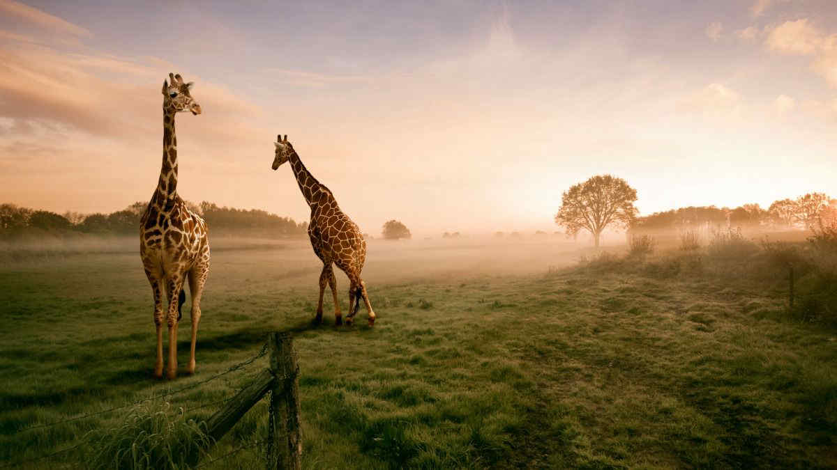 Il segreto del lungo collo delle giraffe: “Non si è evoluto per mangiare”