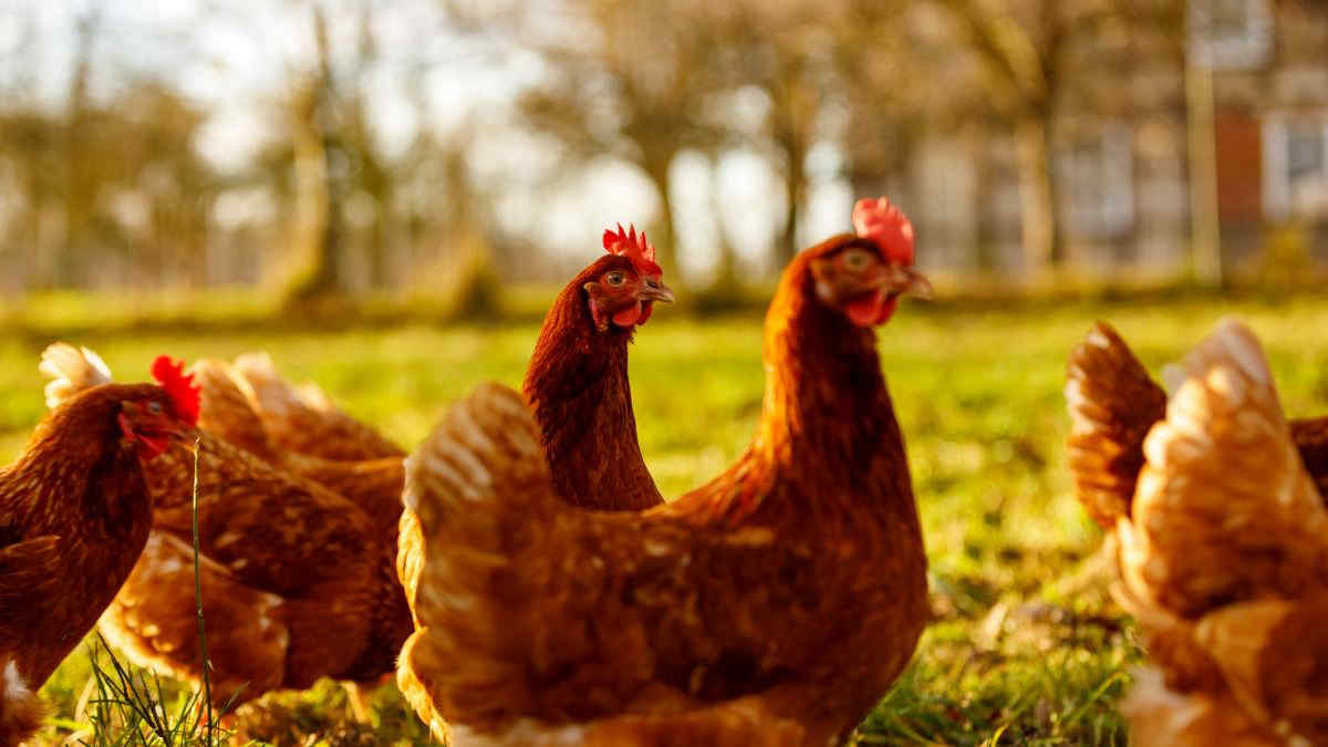 Il mistero dei polli: "Prima di diventare cibo erano venerati dagli umani"
