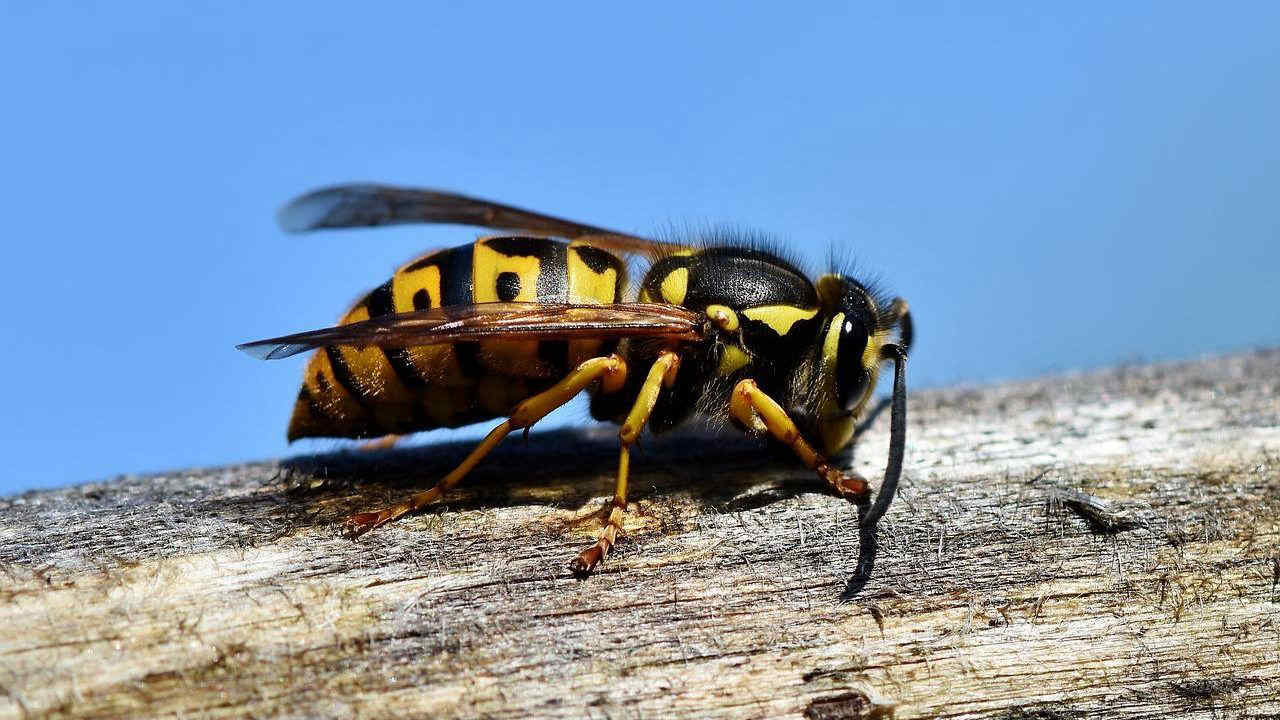 Puntura di vespa: come riconoscerla e cosa fare, si rischia lo shock anafilattico