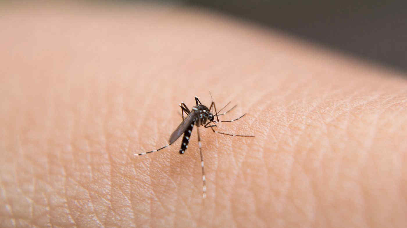 Lo studio: ecco come le zanzare scelgono chi pungere