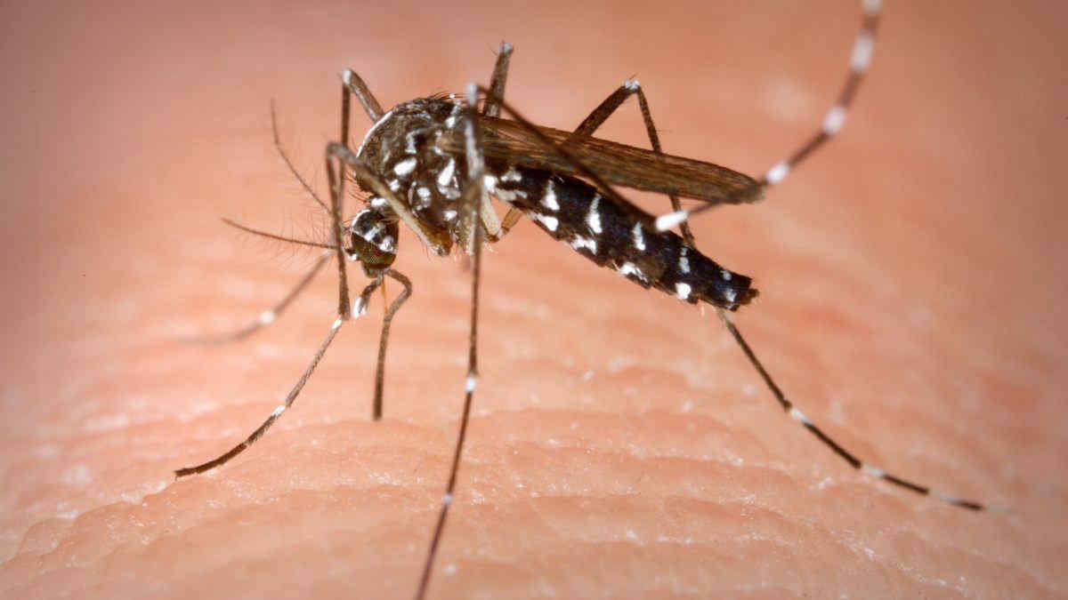 Zanzare: 3 modi per allontanarle subito (senza prodotti dannosi per noi e per l'ambiente)