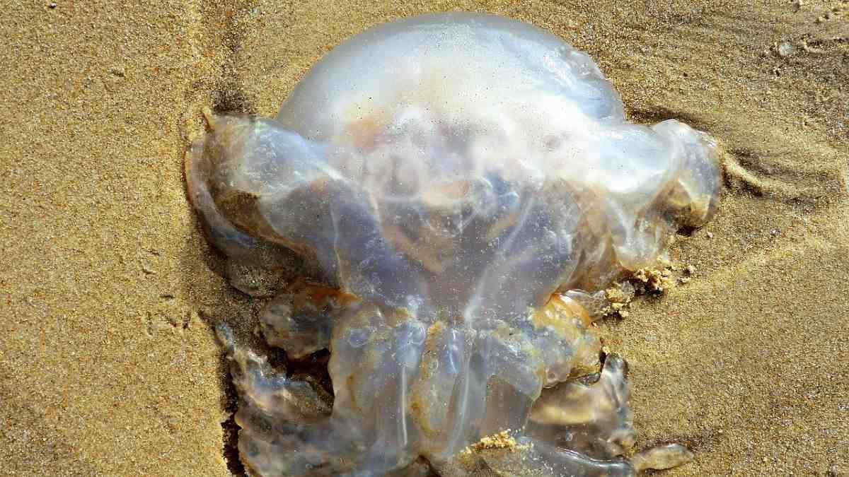 Maltrattare le meduse è reato: si rischiano multe salate